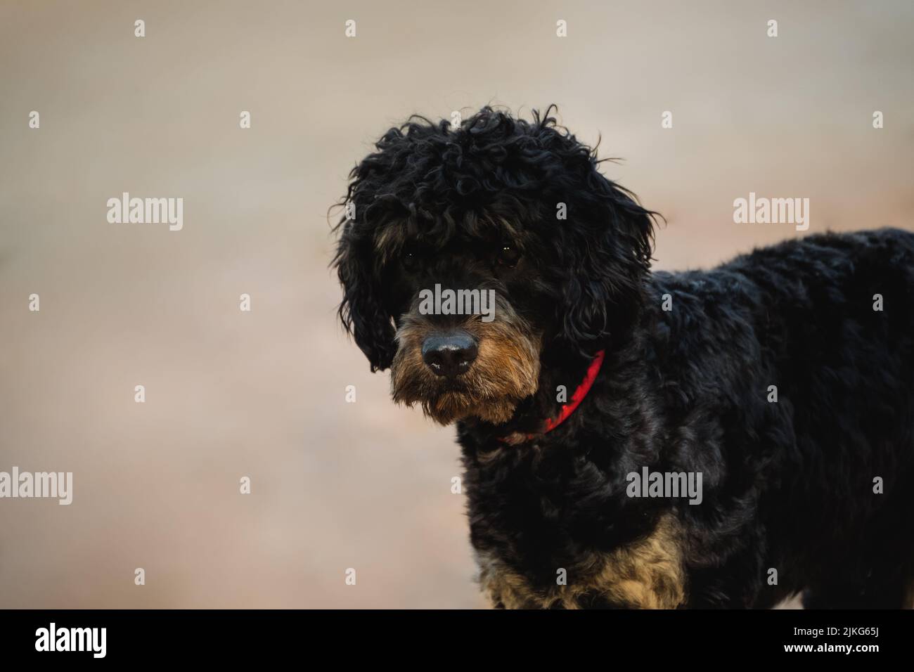 Ritratto del viso di un cane nero adulto con capelli lunghi taglio Foto Stock