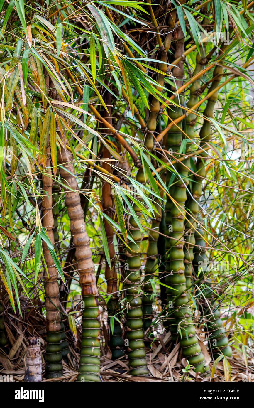 Un primo piano verticale di piante di bambù Foto Stock