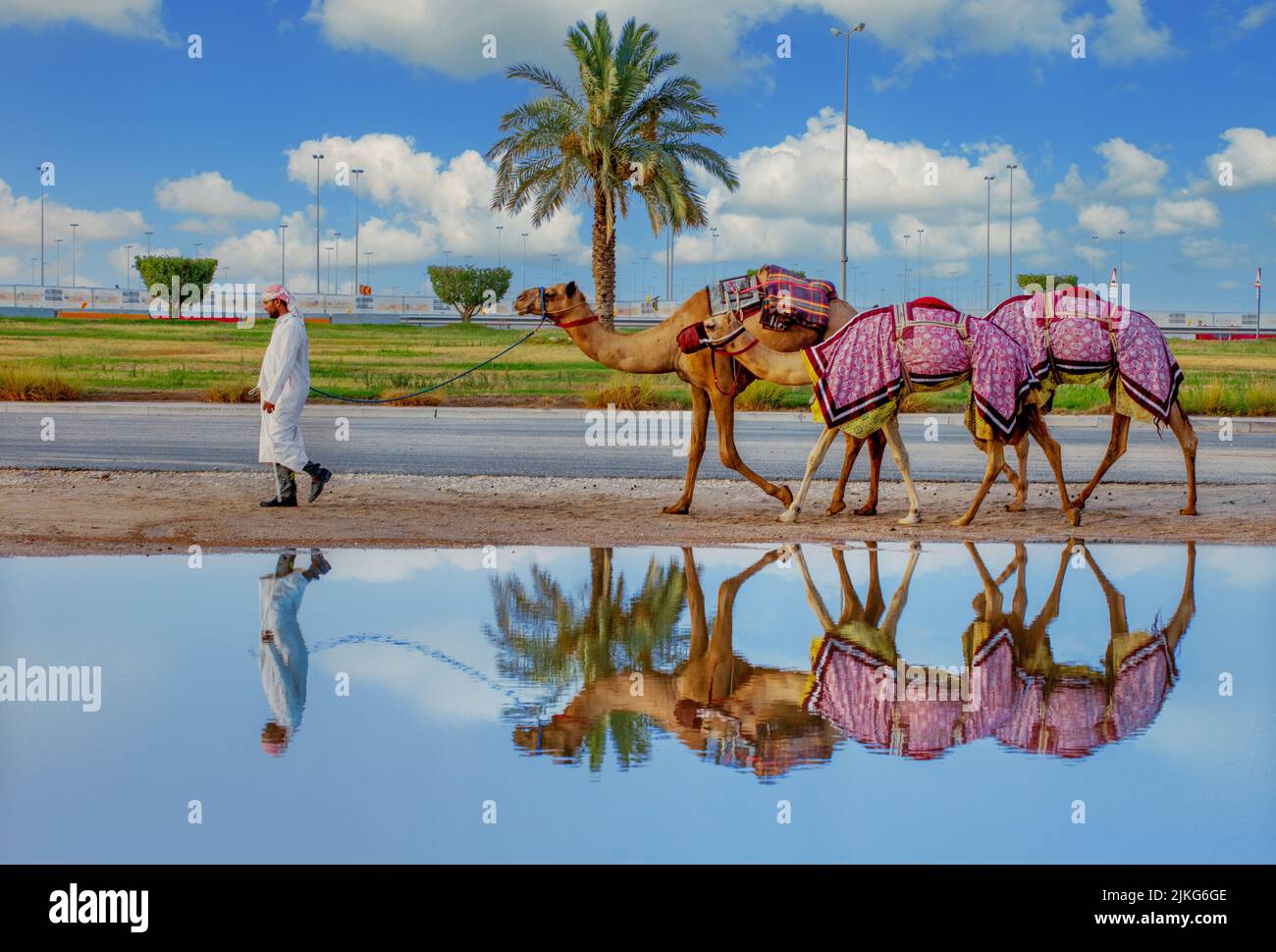 Cammelli arabi puri in Shahaniya Camel trak - QATAR 29-06-2022 Foto Stock