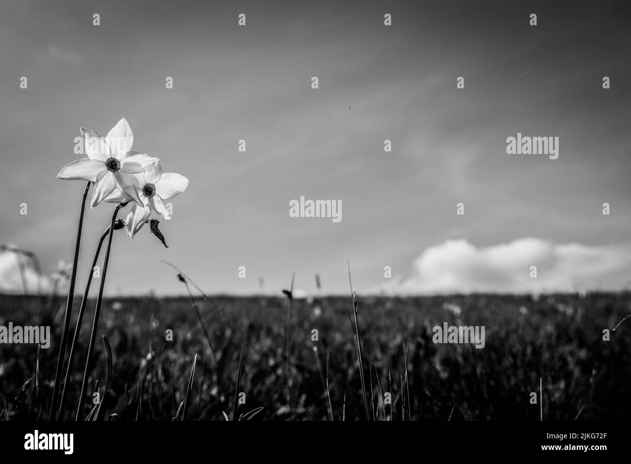 Narcisi fioritura Foto Stock