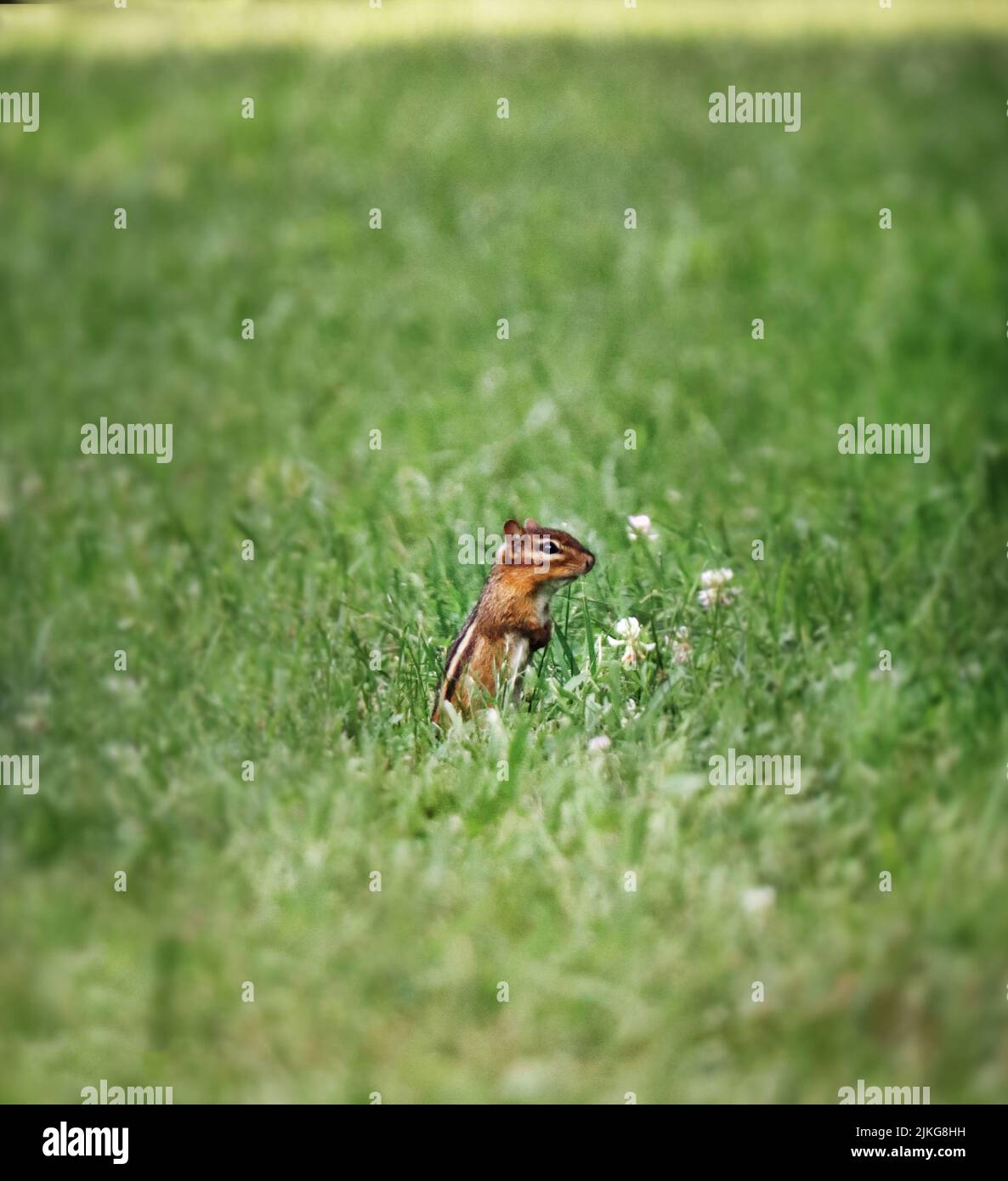 Un piccolo chippunk orientale a strisce, Tamias striatus, nel mezzo di un prato erboso tra fiori di trifoglio bianco in primavera, estate, autunno, Pennsylvania Foto Stock