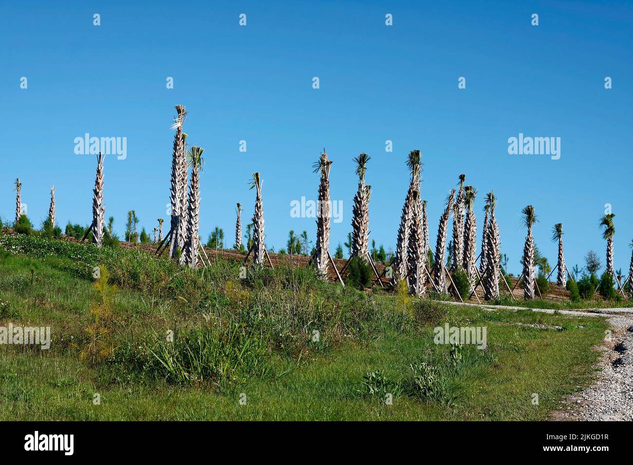 Molti alberi di palma recentemente piantati, fronti tagliati corti, tronchi supportati con picchetti di legno, vicino insieme, natura, FL, Florida Foto Stock