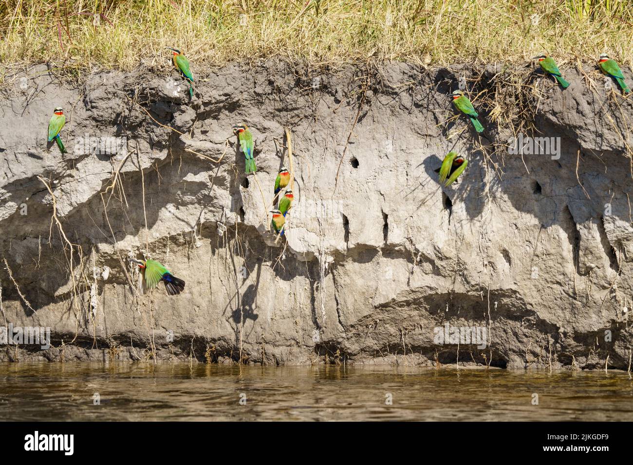 Bee-Eaters con facciata bianca (Merops bullockoides) nei fori di nidificazione in una riva del fiume. Parco Nazionale di Bwabwata, fiume Kwando, striscia di Caprivi, Namibia, Africa Foto Stock