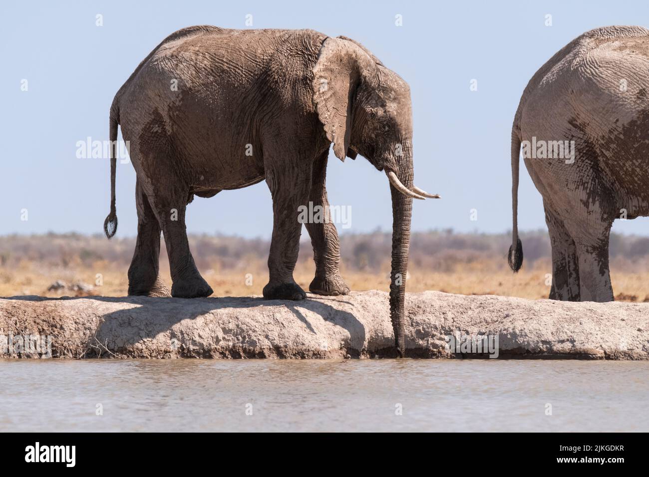 Elefante (Loxodonta africana) al foro di irrigazione. Nxai Pan, Makgadikgadi Pans, Botswana, Africa Foto Stock