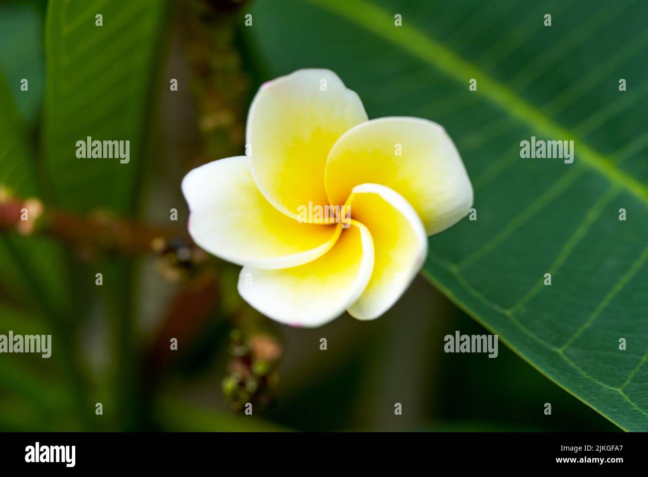 Un bellissimo frangipani lussureggiante piantato nel giardino Foto Stock