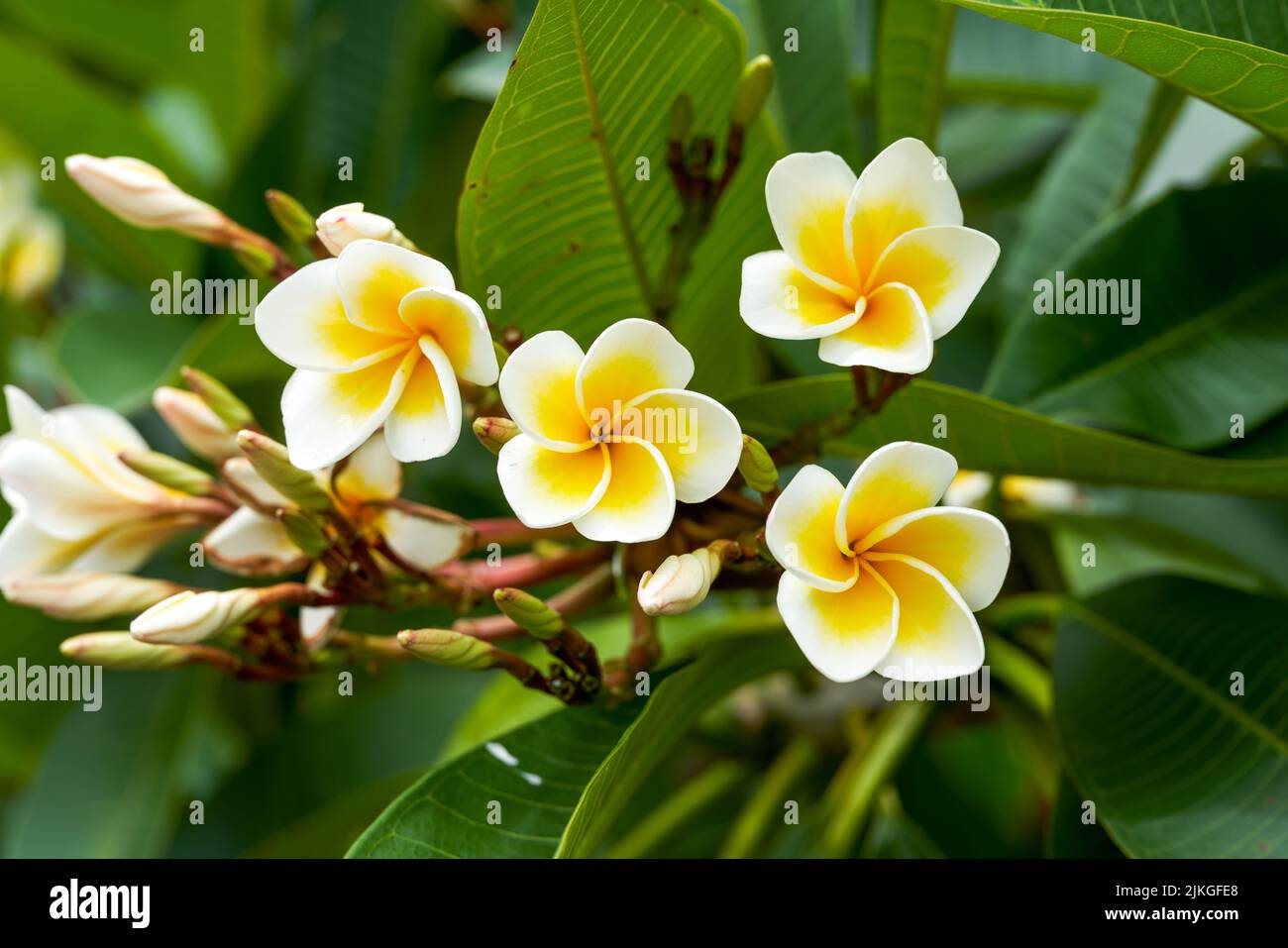 Un bellissimo frangipani lussureggiante piantato nel giardino Foto Stock