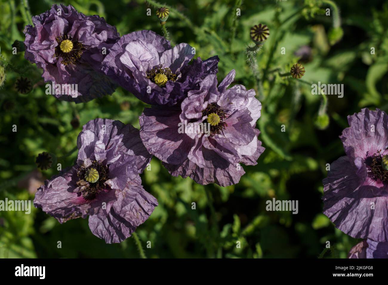 Un gruppo di cinque papaveri selvatici Papaver con petali leggermente increspati. Foto Stock