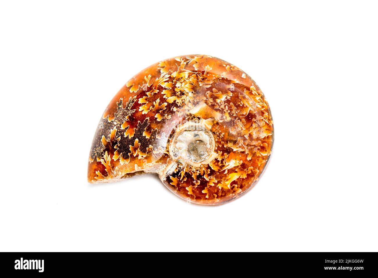 Immagine di un'ammonite arancione su sfondo bianco. Fossile. Conchiglie marine. Foto Stock
