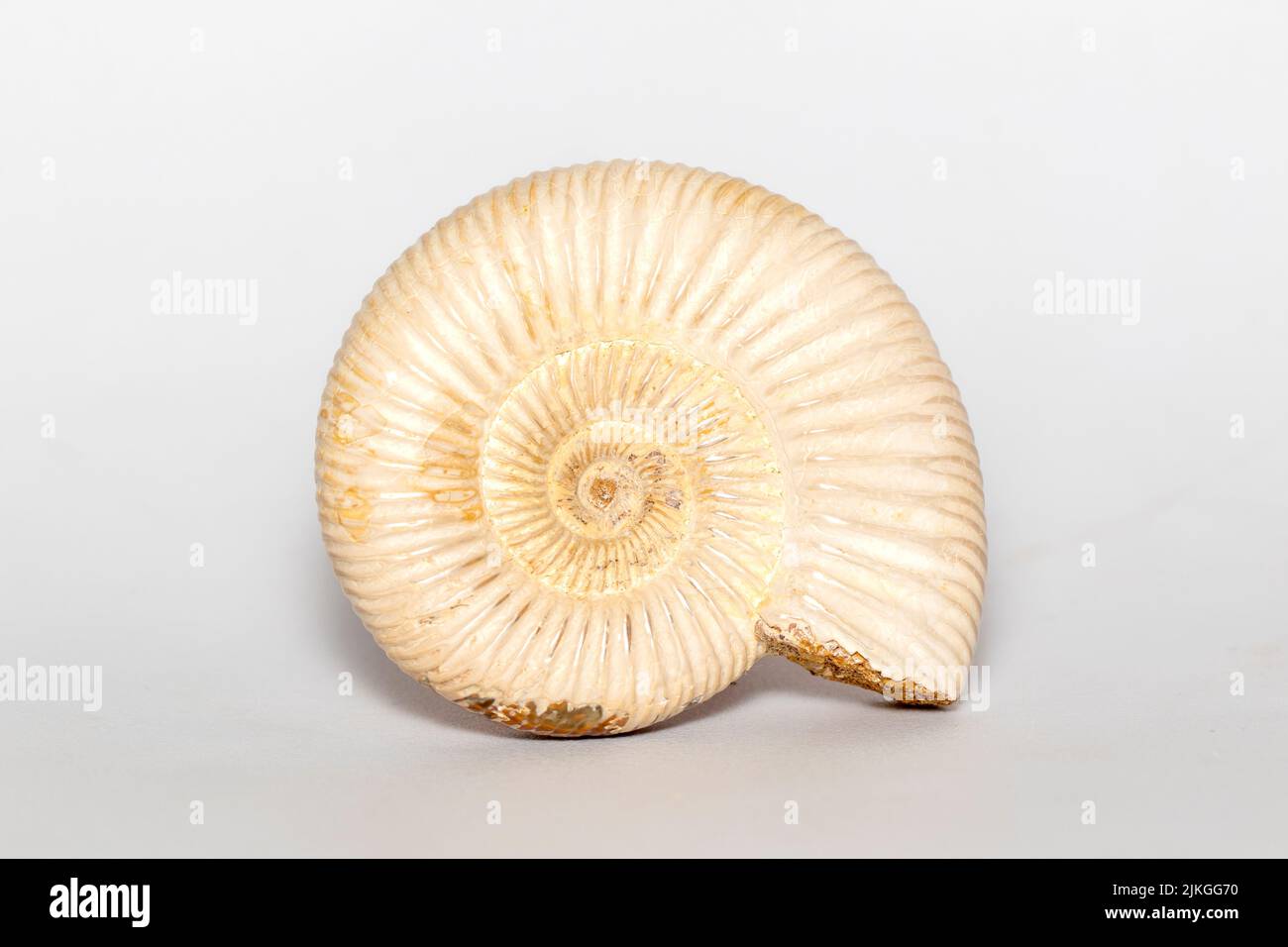 Immagine di ammonite su sfondo bianco. Fossile. Conchiglie marine. Foto Stock