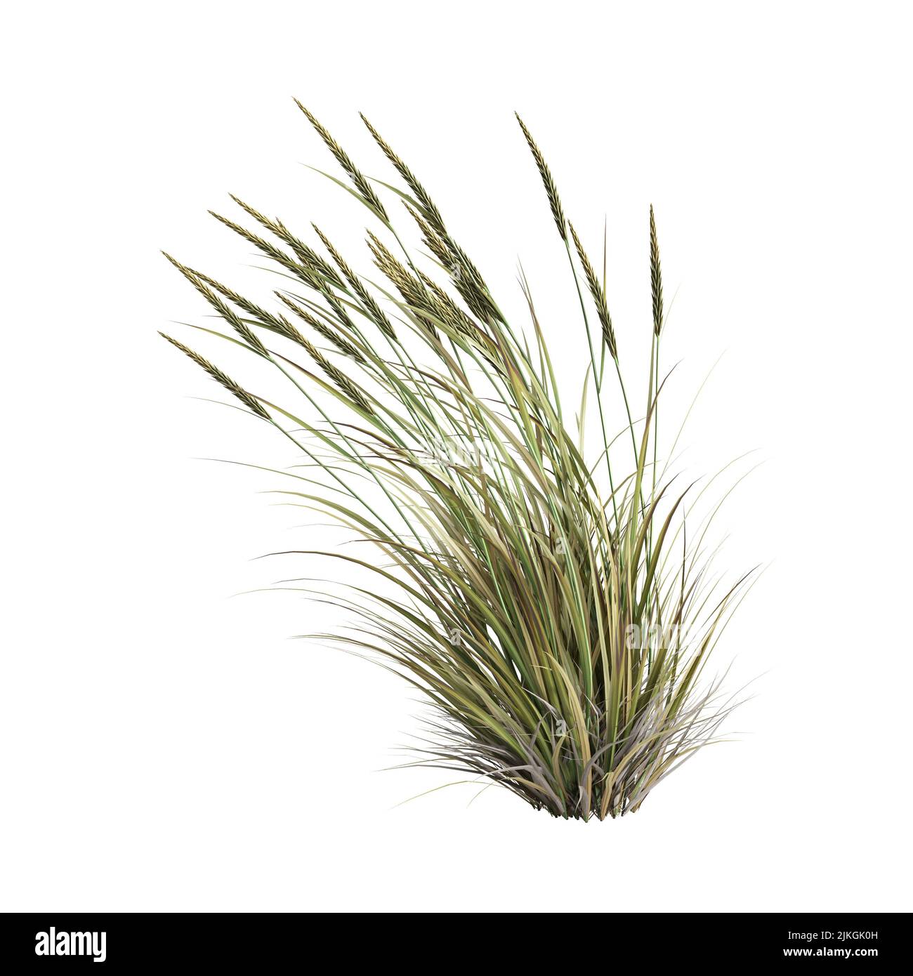 3d illustrazione dell'erba di ammophila brevilugatta isolata su sfondo bianco Foto Stock