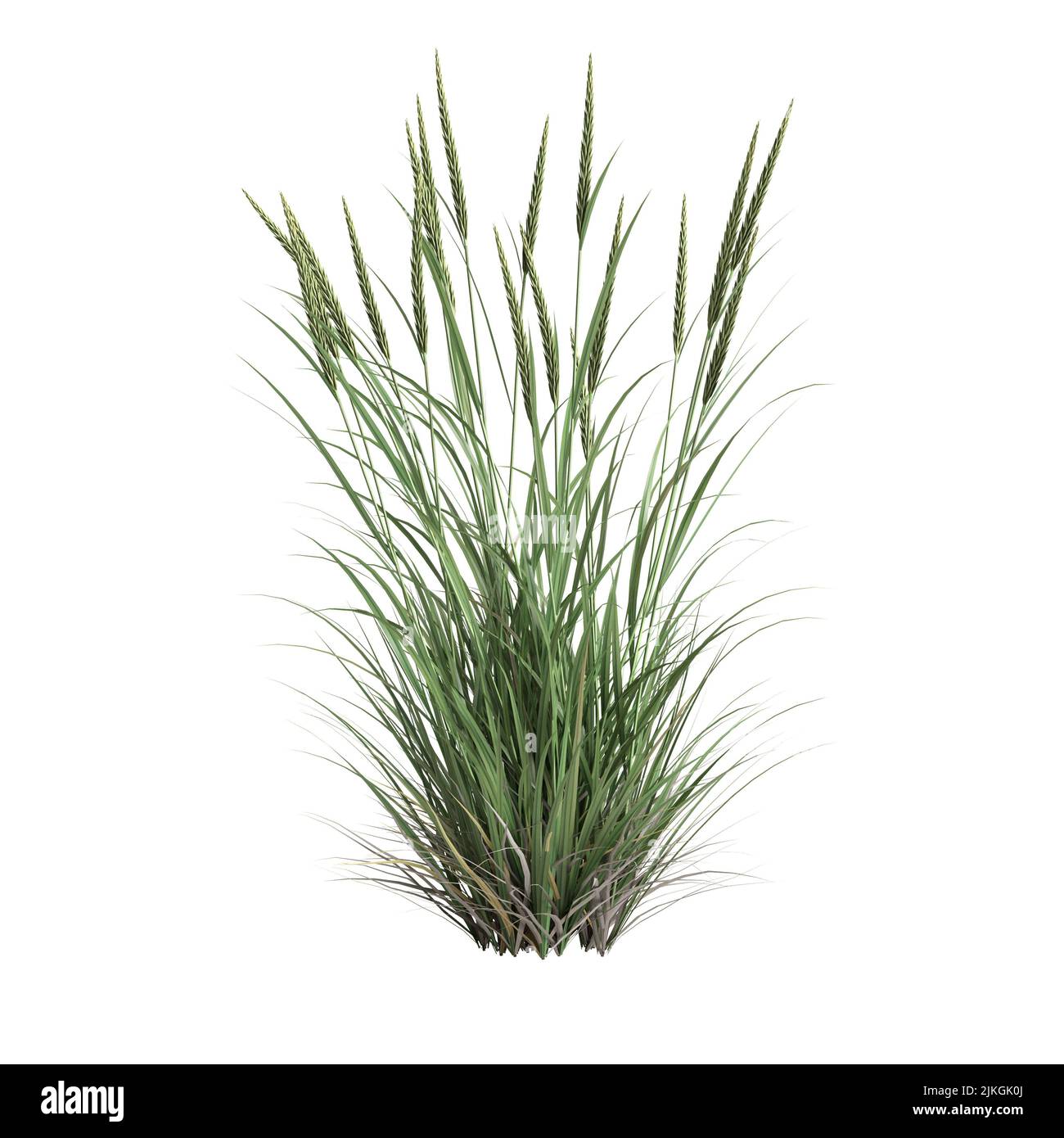 3d illustrazione dell'erba di ammophila brevilugatta isolata su sfondo bianco Foto Stock