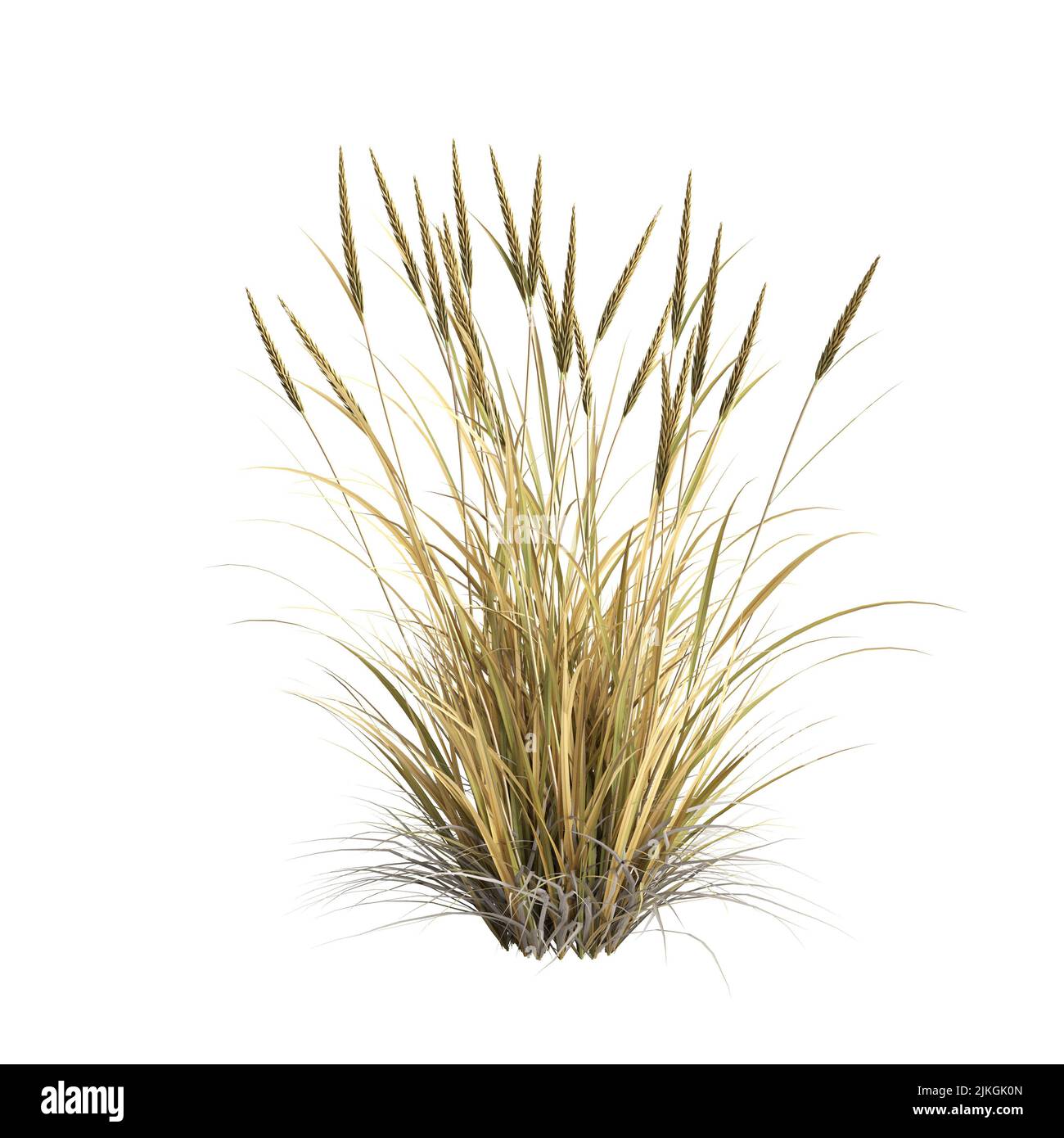 3d illustrazione dell'erba di ammophila brevilugatta isolata su sfondo bianco Foto Stock