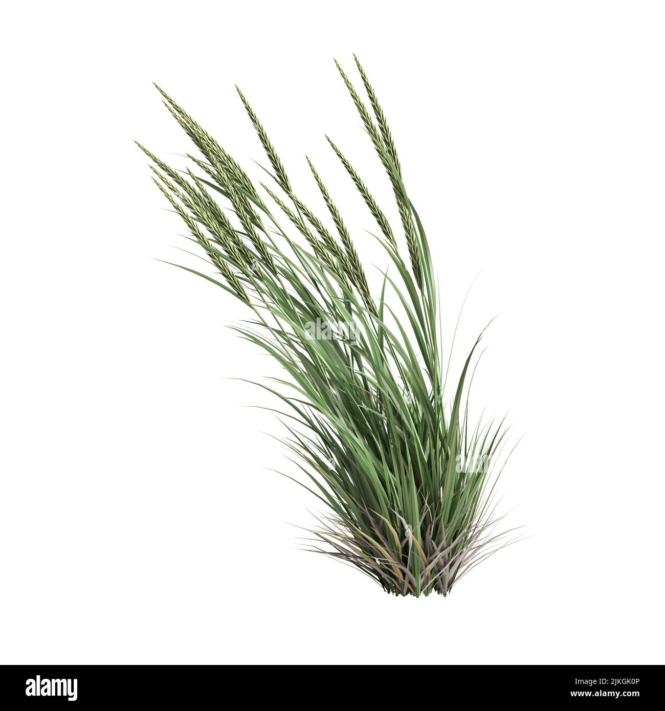 3d illustrazione dell'erba di ammophila brevilugatta isolata su sfondo bianco Foto Stock
