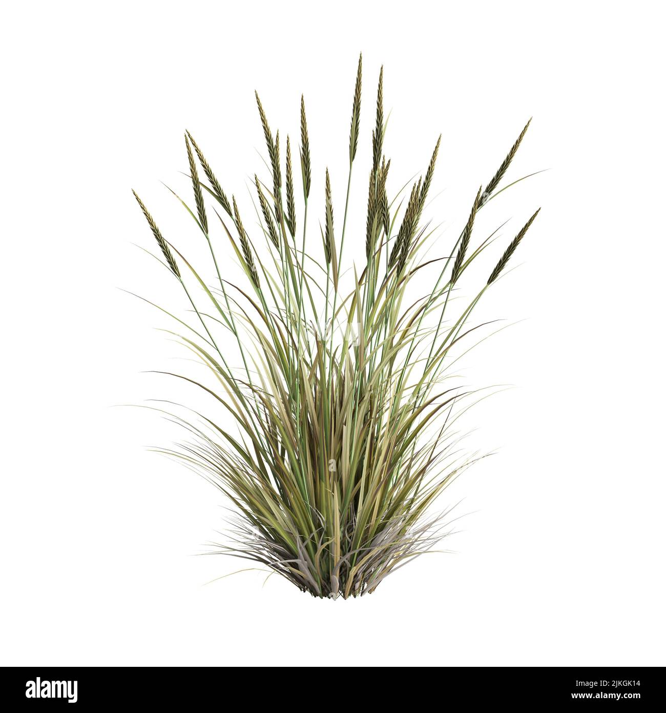 3d illustrazione dell'erba di ammophila brevilugatta isolata su sfondo bianco Foto Stock