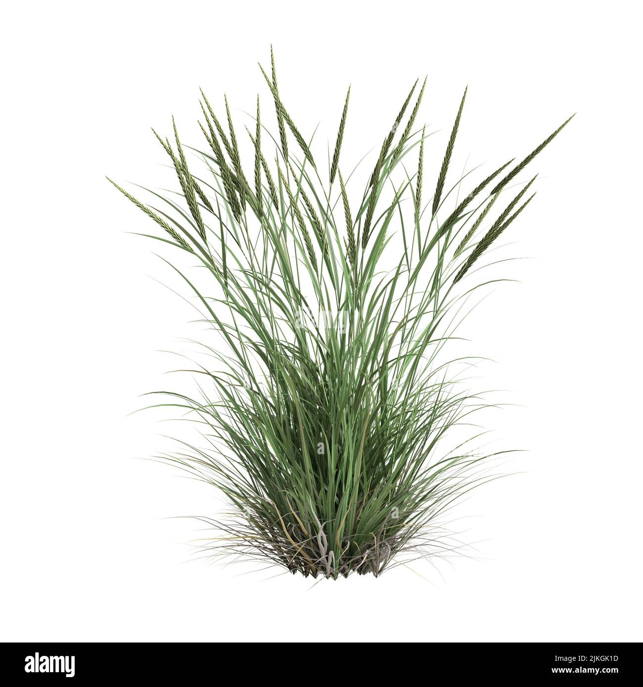 3d illustrazione dell'erba di ammophila brevilugatta isolata su sfondo bianco Foto Stock