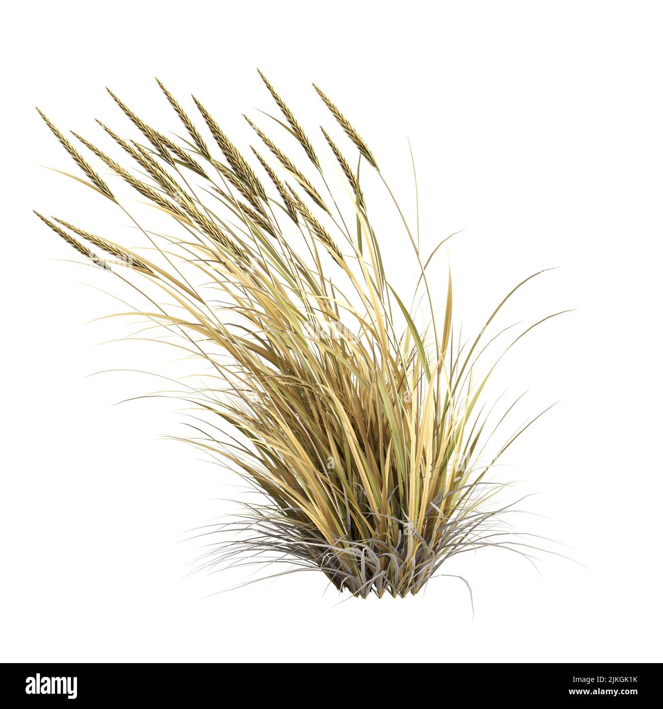 3d illustrazione dell'erba di ammophila brevilugatta isolata su sfondo bianco Foto Stock