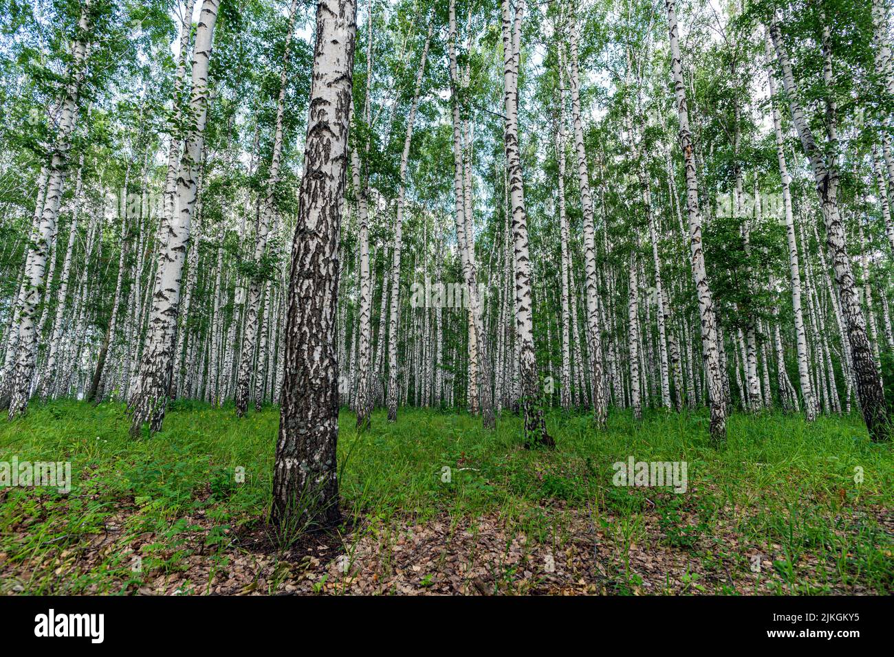Betulla bianca, natura nella foresta, estate. Foto Stock