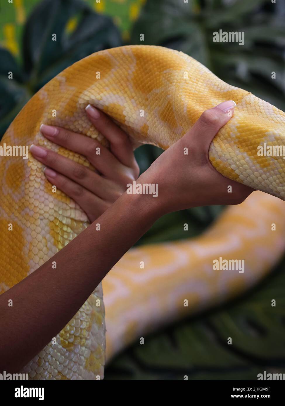 Primo piano di una persona che tiene in mano un pitone albino giallo, mostrando squame di serpente, mani umane e un incontro esotico con rettili. Foto Stock