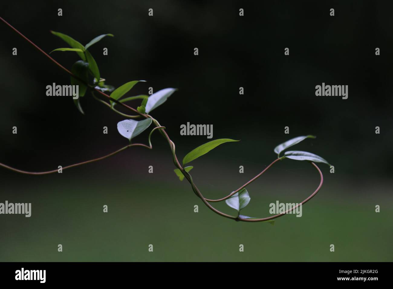 Un primo piano di rami d'albero con foglie verdi isolate in verde sfondo naturale Foto Stock
