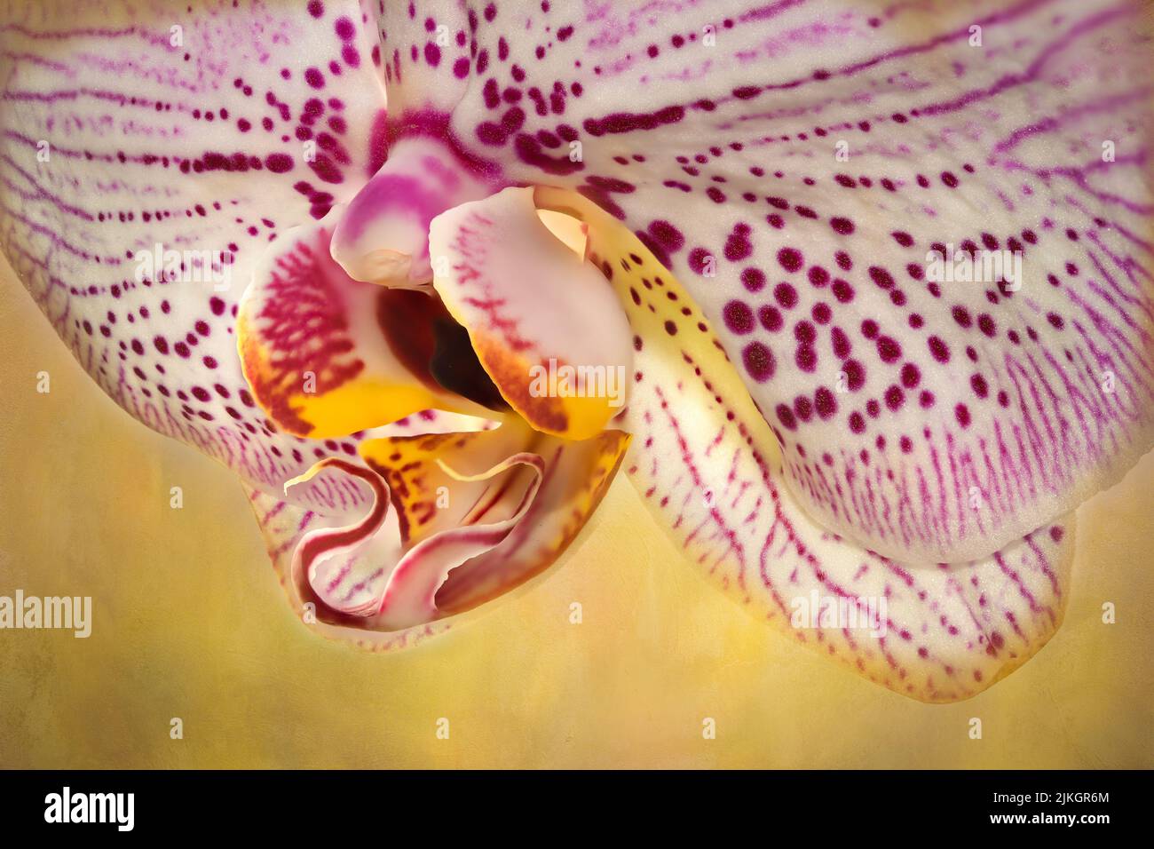 Una bella vista di un fiore di orchidea su uno sfondo giallo Foto Stock