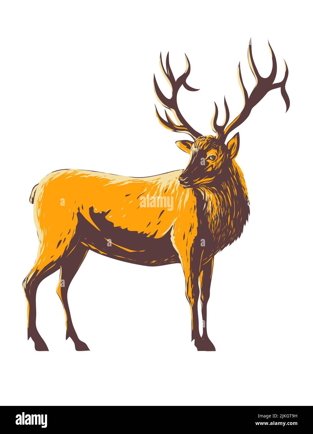 WPA poster arte di un alce, Cervus canadensis o wapiti visto dal lato su sfondo bianco isolato fatto in opere stile di amministrazione del progetto o. Foto Stock