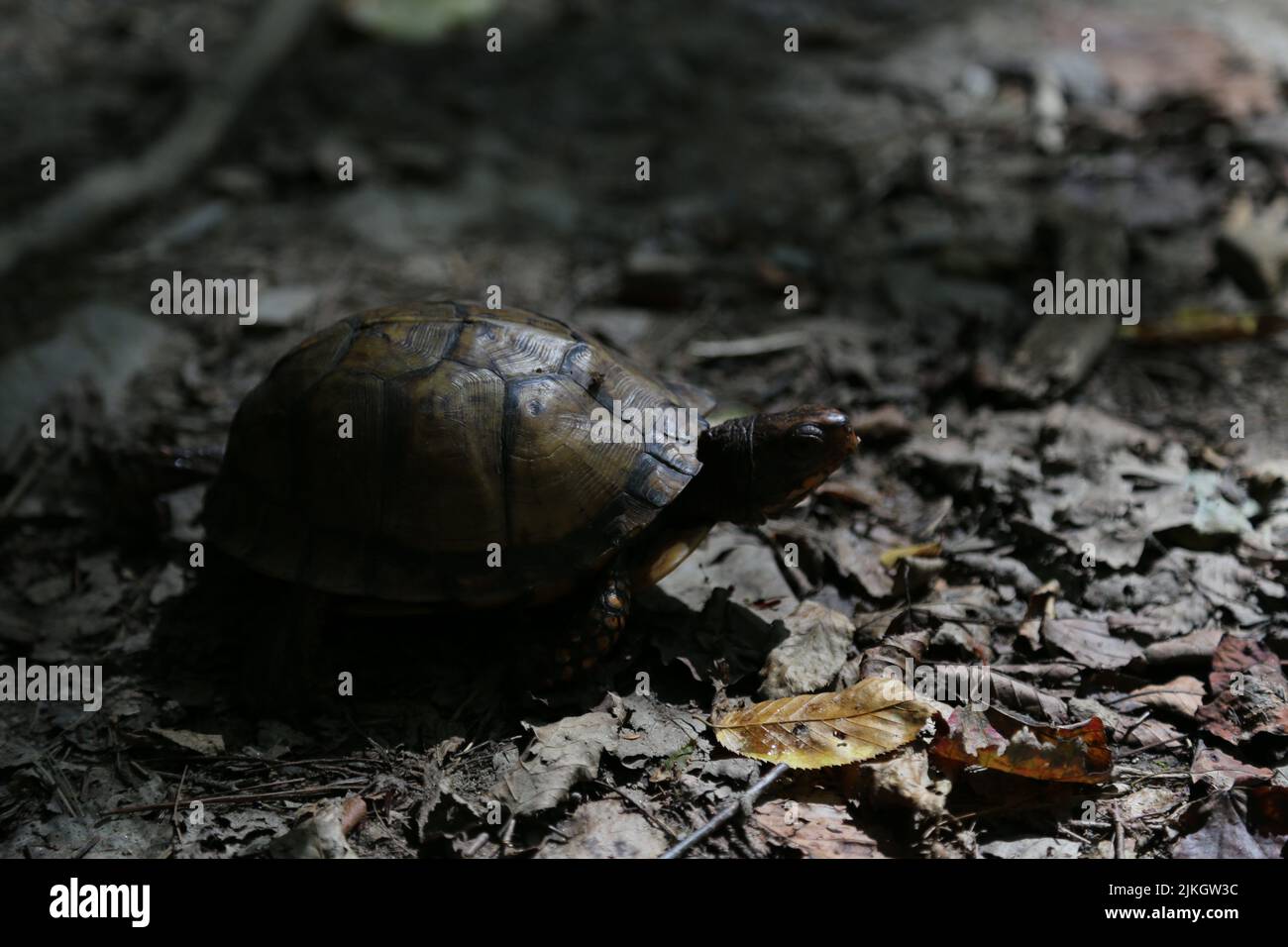 Un primo piano di un terrapin stagno europeo nella foresta Foto Stock