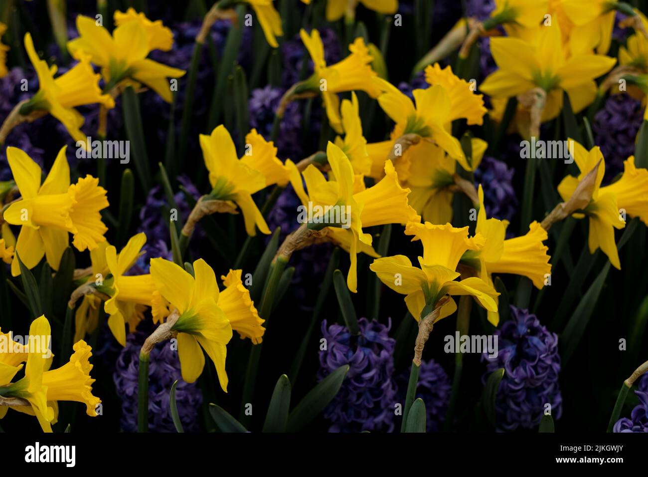 I fiori di daffodil giallo splendidamente fioriti nel giardino botanico di Keukenhof Foto Stock