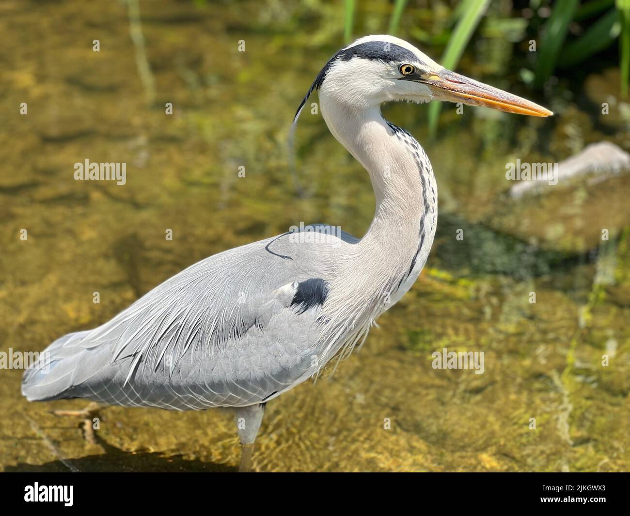 Primo piano di un airone grigio nel suo habitat naturale Foto Stock