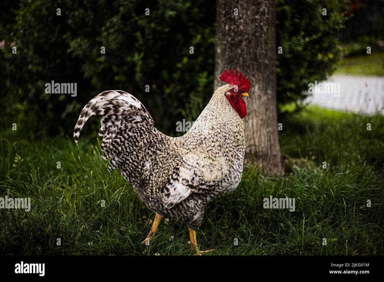Una vista laterale di un gallo orgogliosamente camminando su un prato Foto Stock