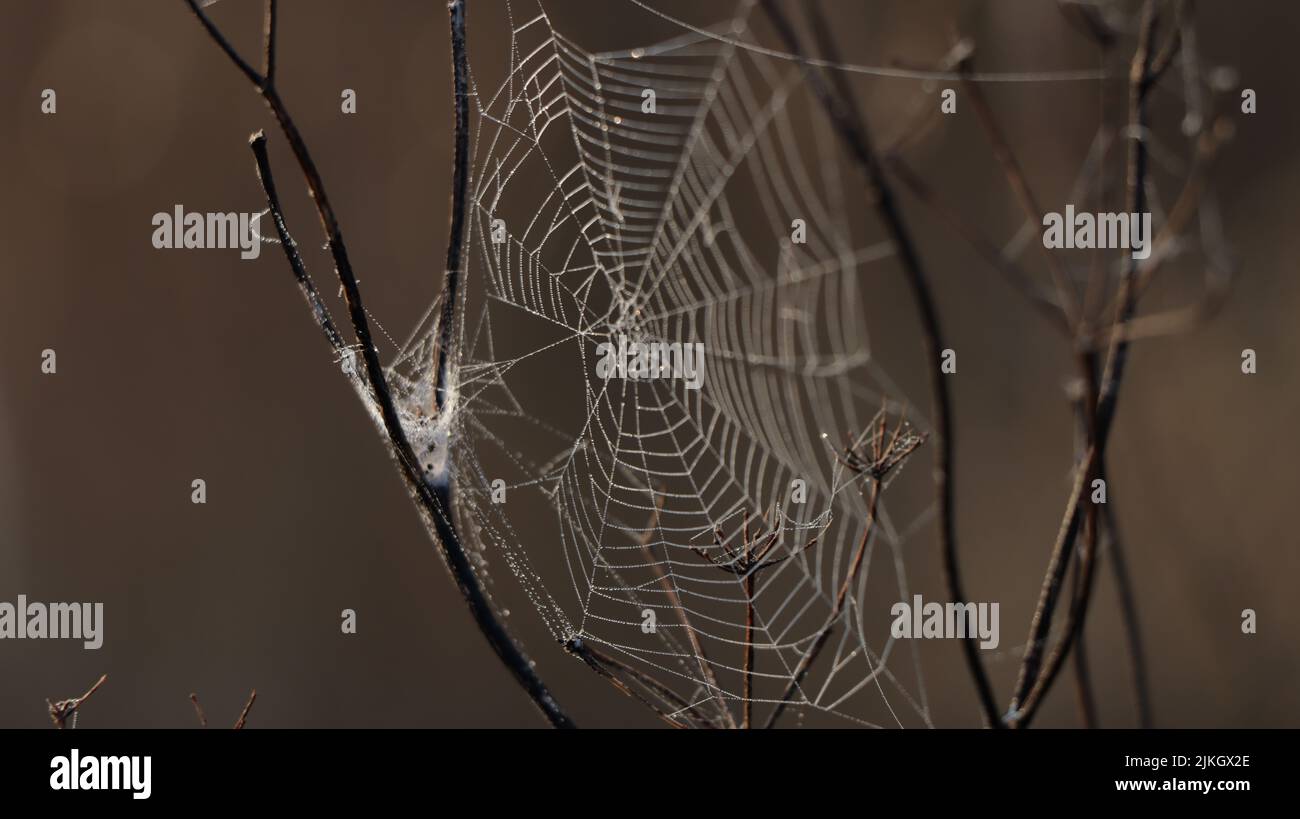 Un primo piano di una ragnatela di ragno su un ramo su sfondo sfocato Foto Stock