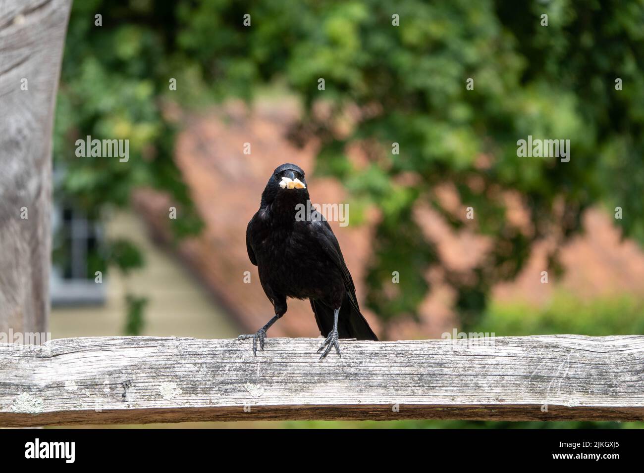 il corvo di carion corvus corone un uccello passerino della famiglia corvidae arroccato su una recinzione con un pezzetto di pane nel suo becco e uno sfondo sfocato Foto Stock