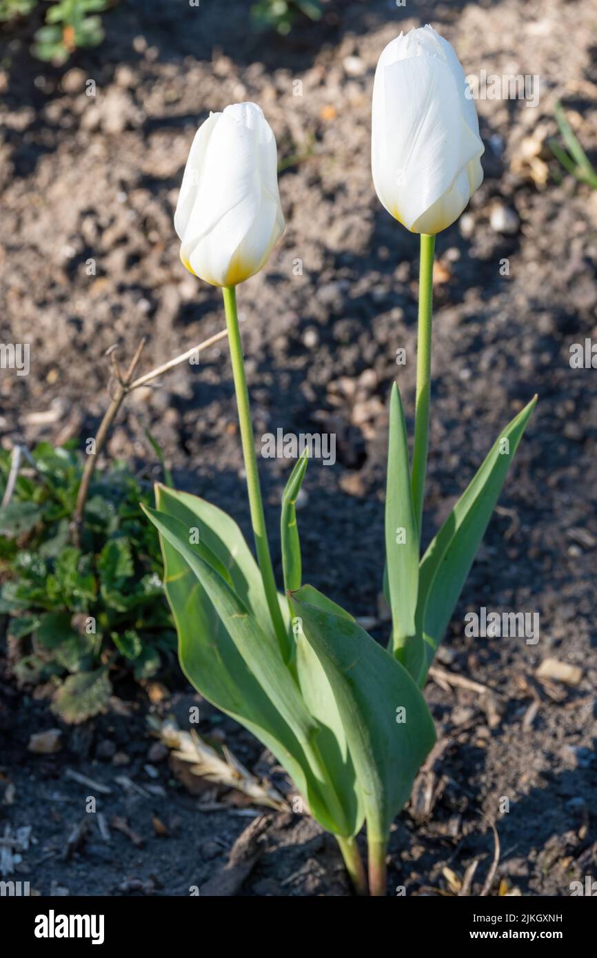 Un paio di tulipani bianchi fioriscono in giardino Foto Stock