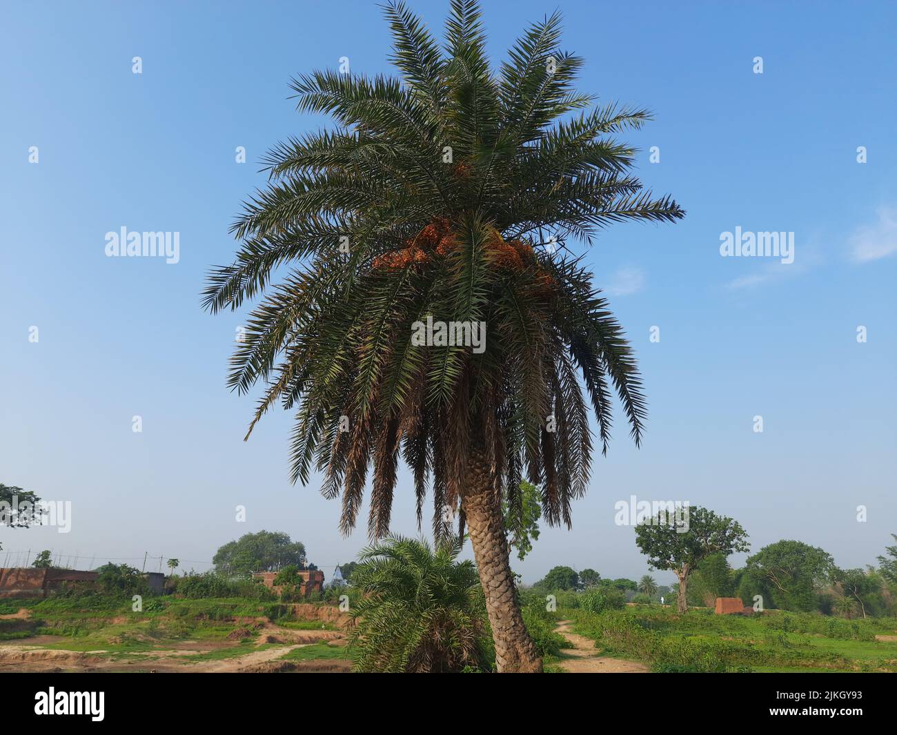 Albero di palma d'argento in un giardino. Phoenix sylvestris conosciuto anche come palma da dattero d'argento, dattero indiano, palma da dattero di zucchero o palma selvatica. Foto Stock