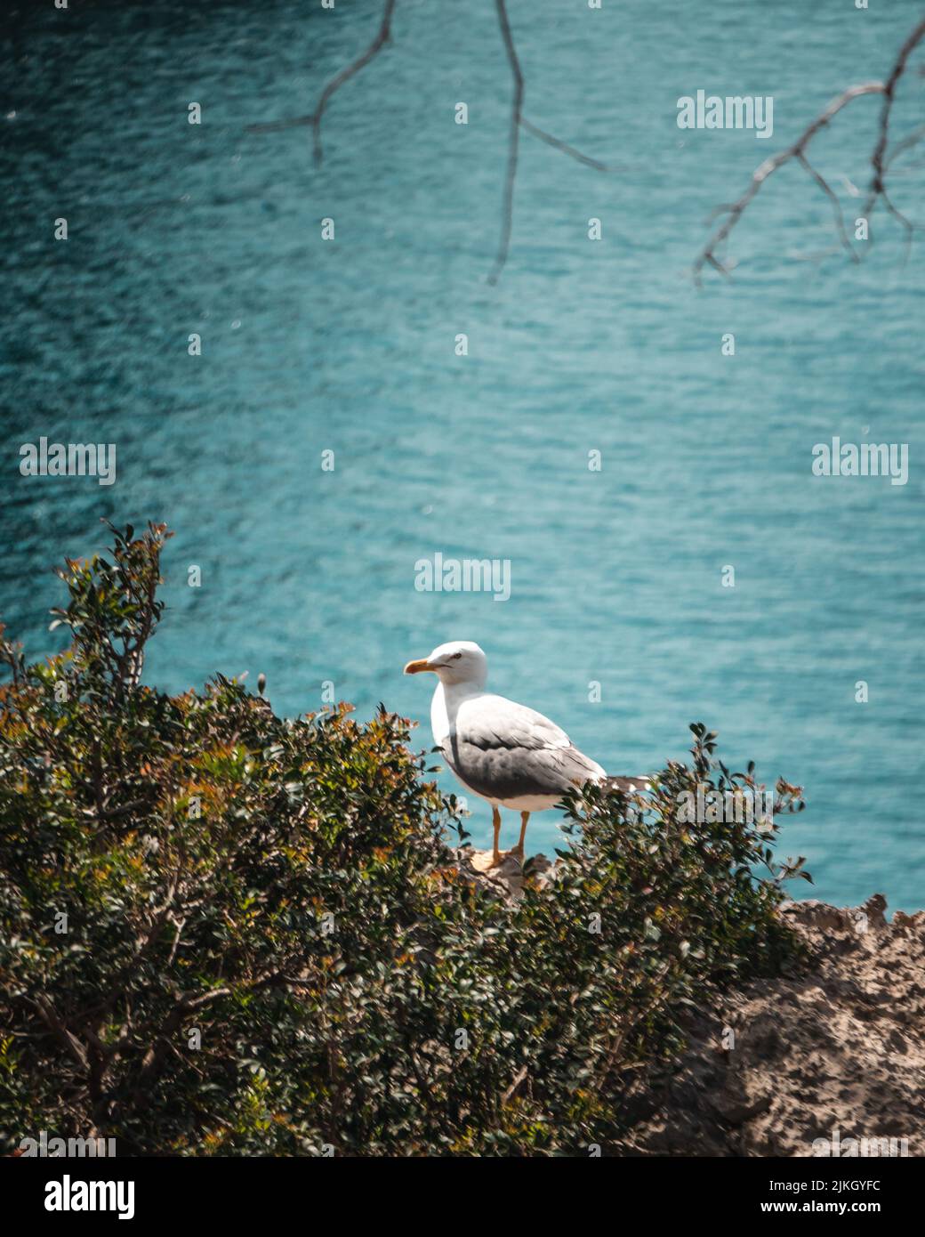 Vista di un gabbiano su un albero sullo sfondo del mare Foto Stock