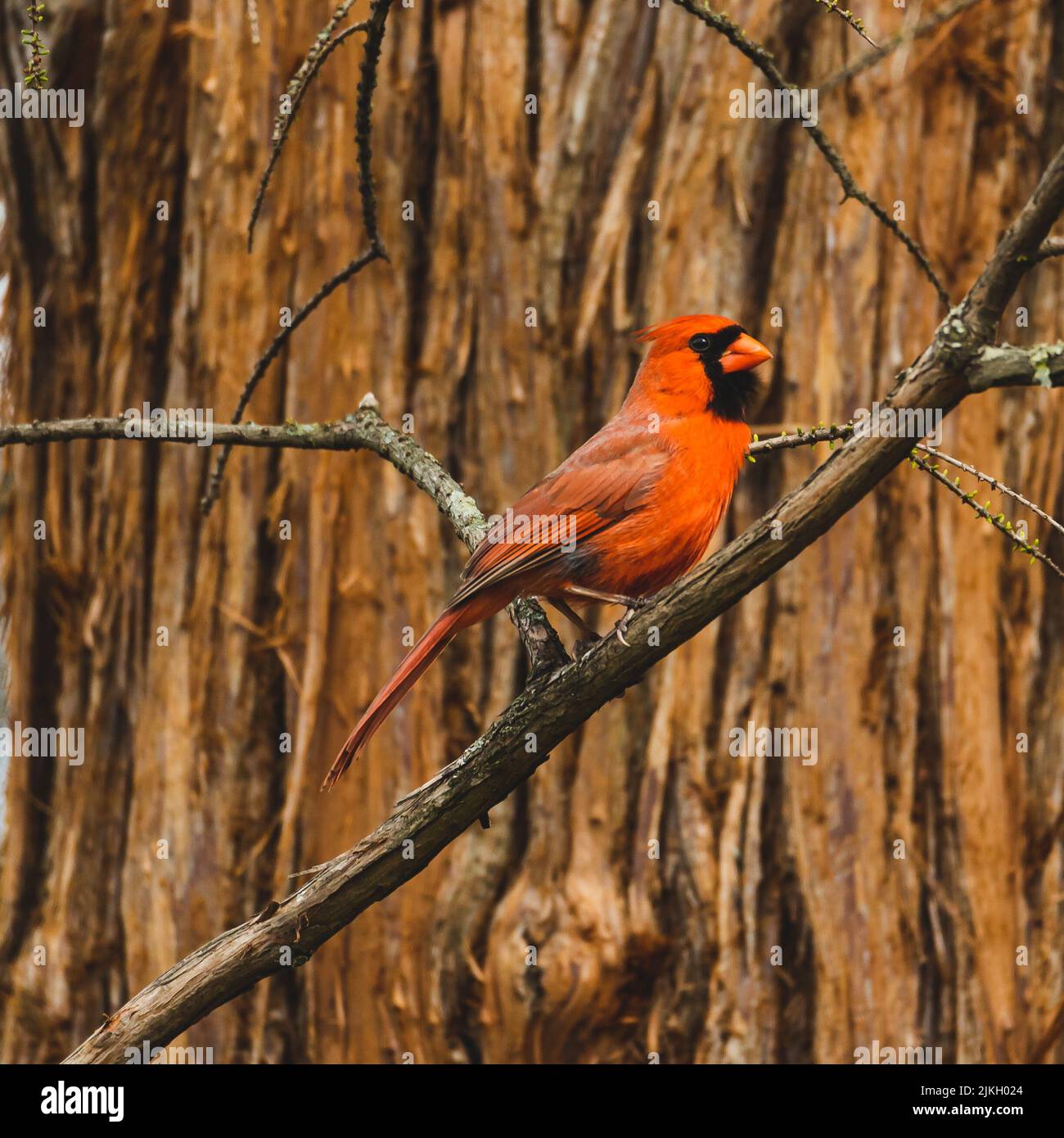 Un focus selettivo sparato di cardinale settentrionale arroccato su un ramo di albero Foto Stock