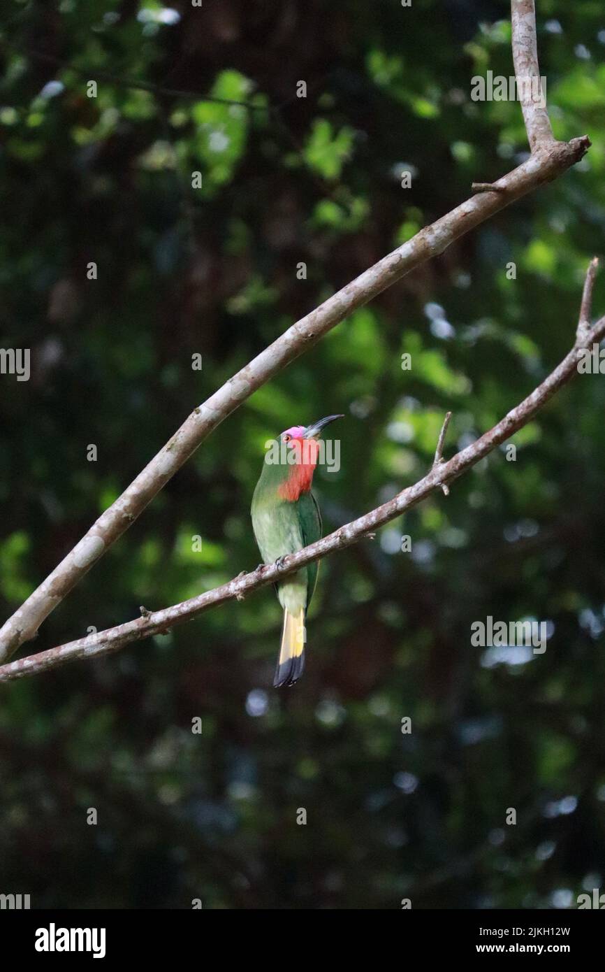 Un colpo verticale di un bellissimo uccello selvatico colorato in piedi su un ramoscello Foto Stock