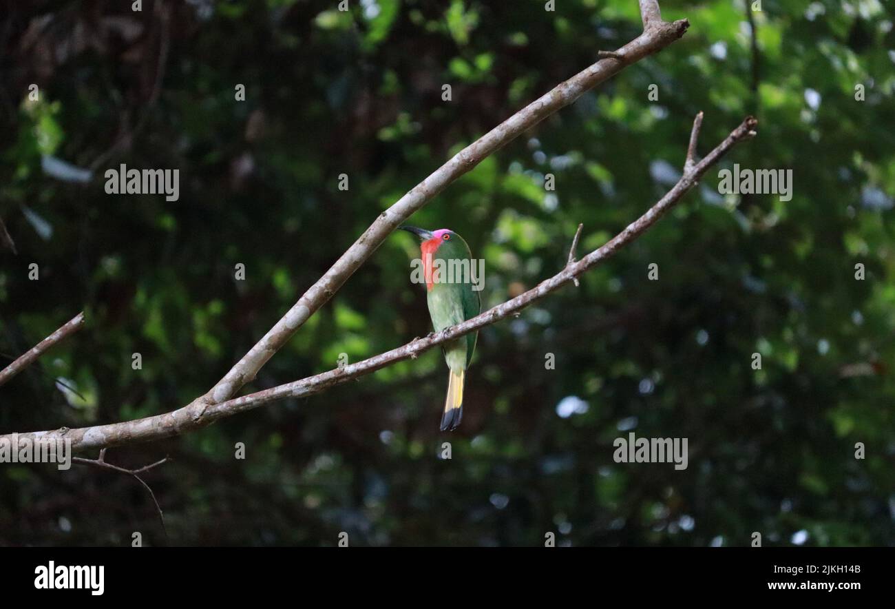 Un primo piano di un bellissimo uccello selvatico colorato in piedi su un albero ramoscello Foto Stock