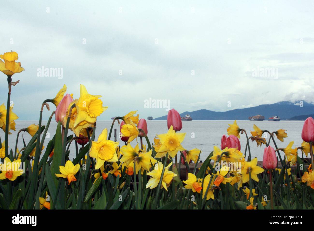 Un primo piano di tulipani rosa e narciso gialli fiori contro il mare Foto Stock