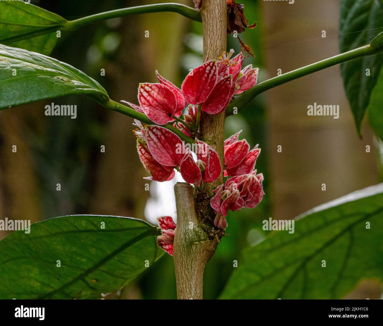 Goethea strictiflora o Pavonia strictiflora è un arbusto nativo del Brasile. Fiori dettaglio. Foto Stock