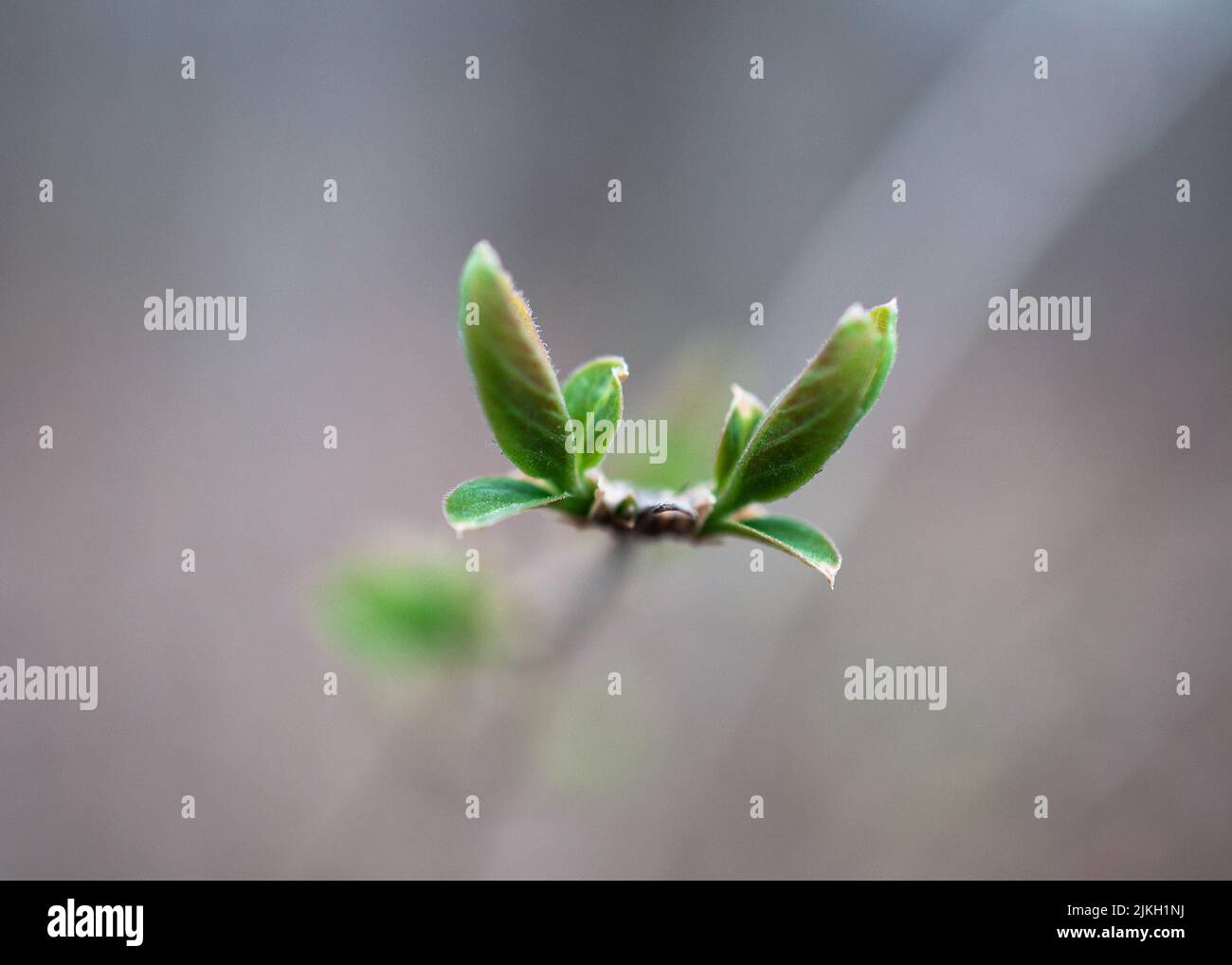 Una messa a fuoco selettiva di piccole foglie verdi Foto Stock