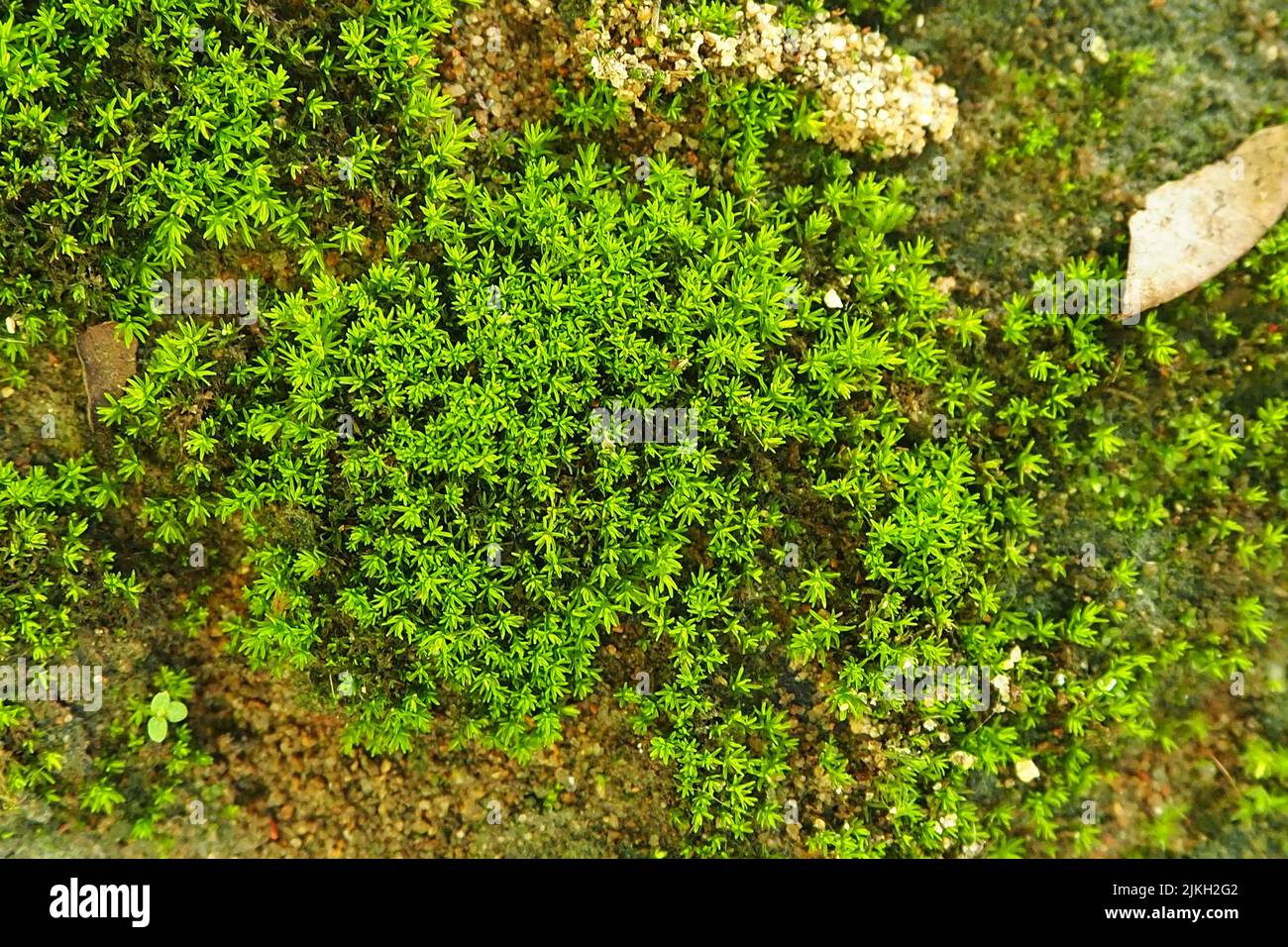 Un primo piano di una piccola colonia di muschio verde Foto Stock