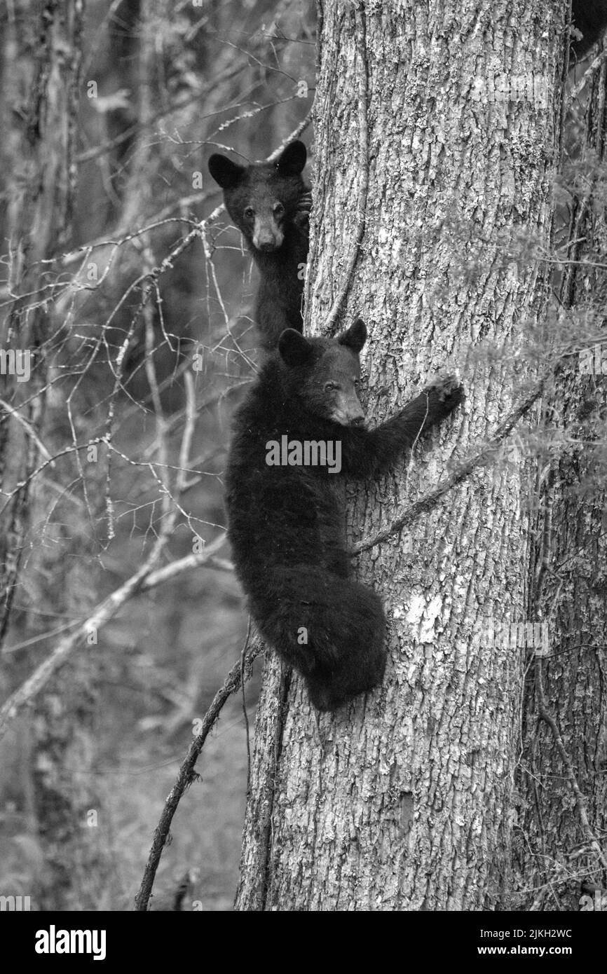 L'orso nero si nasconde su un albero Foto Stock
