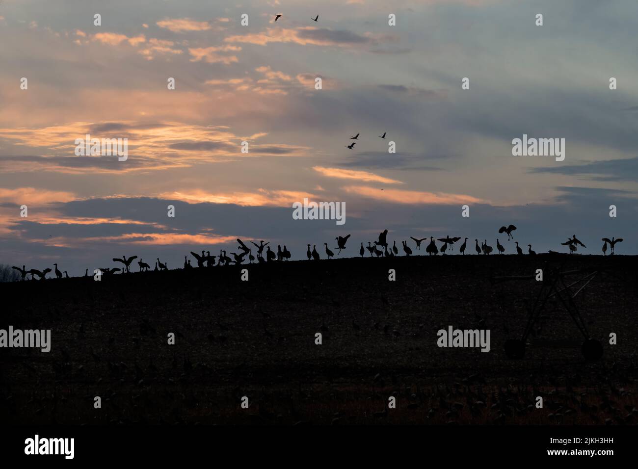 Silhouette Sandhills Crane uccelli in collina Foto Stock