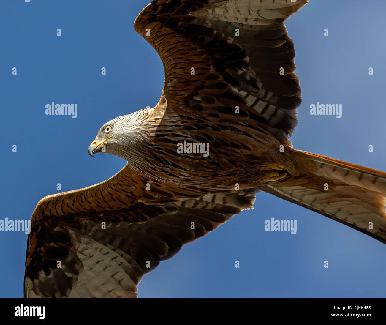 Un primo piano basso di un uccello Red Kite che vola con ali aperte in un cielo blu Foto Stock