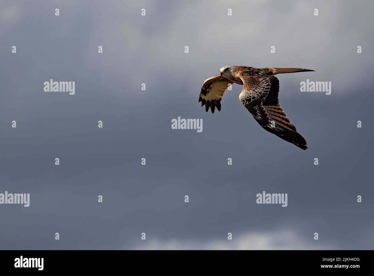 Un tiro a basso angolo di un uccello Red Kite che vola in alto in un cielo nuvoloso per cacciare Foto Stock