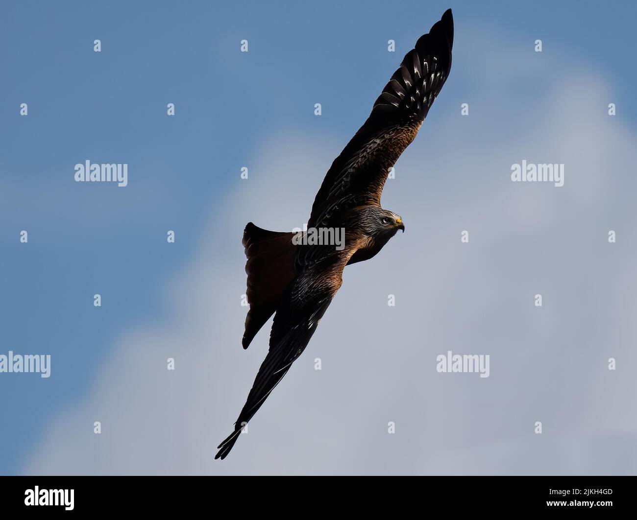 Un tiro a basso angolo di un uccello Red Kite che vola con ali aperte in un cielo blu Foto Stock