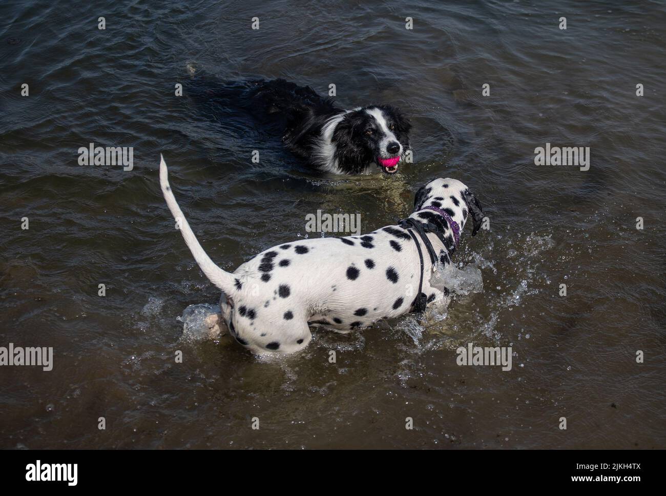 Un labrador retriever e collie di bordo che si divertono in acqua Foto Stock