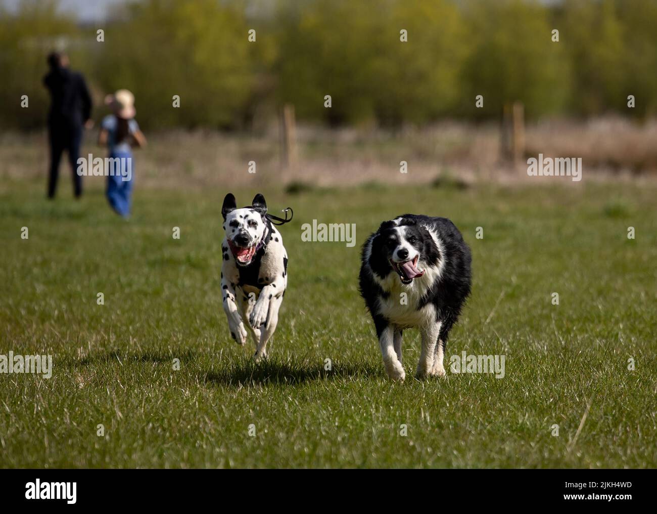 Un labrador retriever e collie di confine in esecuzione sul campo Foto Stock