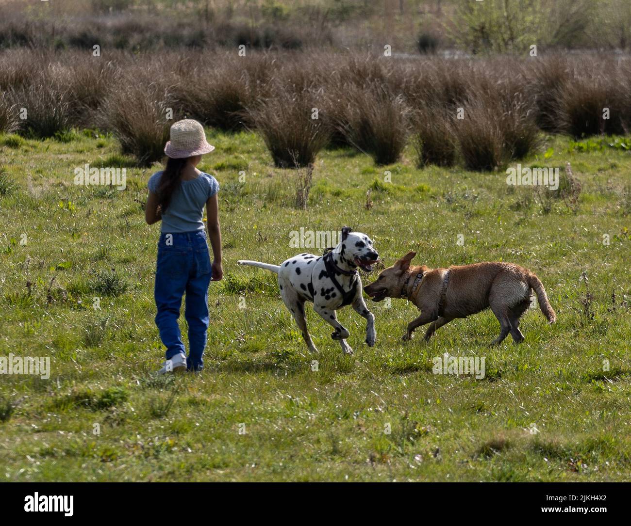 Una ragazza con labrador Retriever e dalmatian in campo Foto Stock