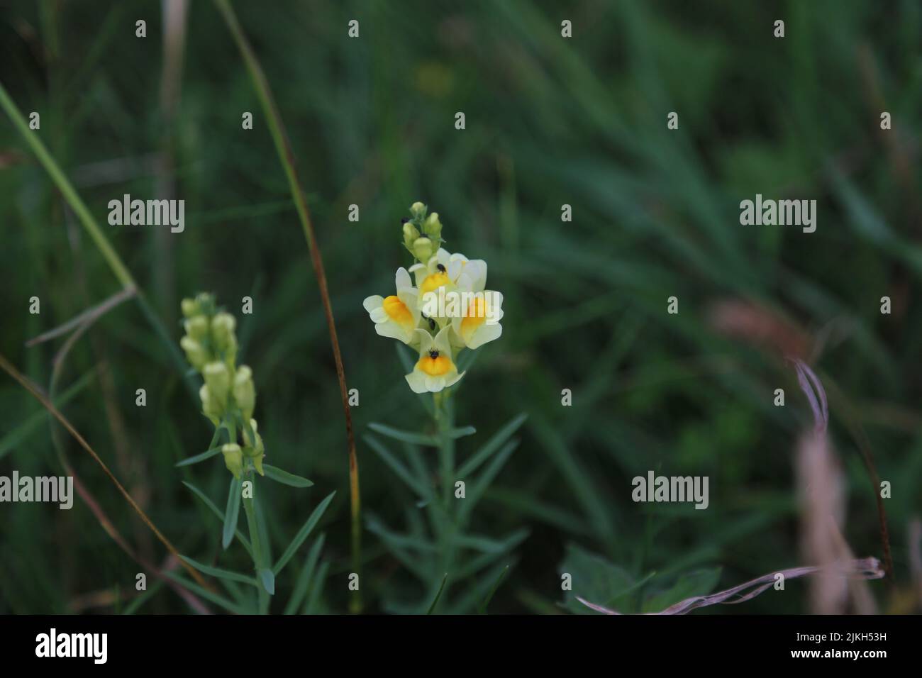 Un fuoco selettivo sparato di un bel toadflax giallo comune (Linaria vulgaris) in un prato Foto Stock